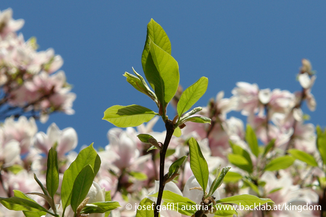 april_03_2009_linz_flora-06