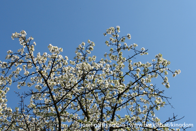 april_03_2009_linz_flora-09