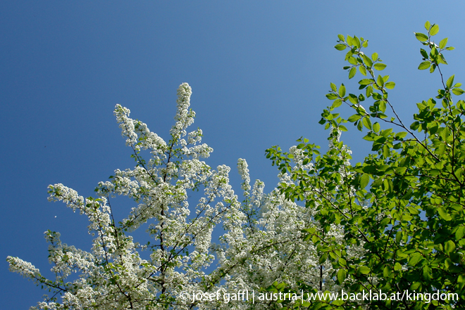 april_03_2009_linz_flora-11