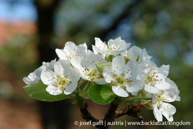 april_03_2009_linz_flora-12