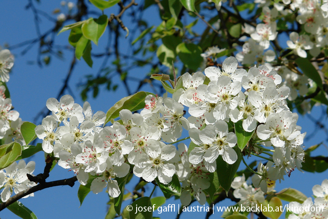 april_03_2009_linz_flora-13