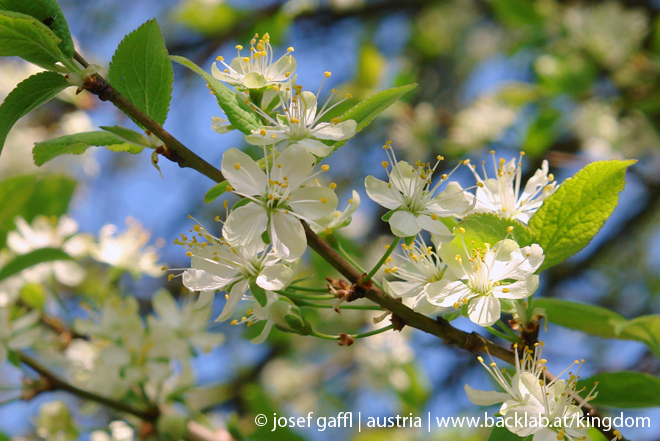 april_03_2009_linz_flora-18