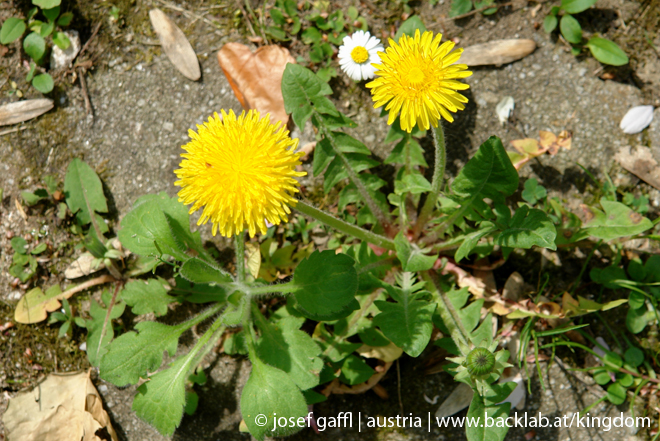 april_03_2009_linz_flora-62