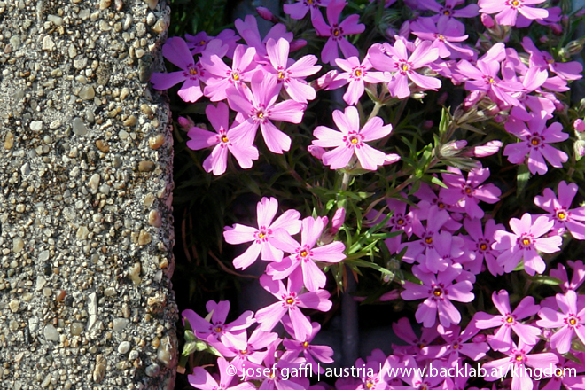 april_03_2009_linz_flora-68