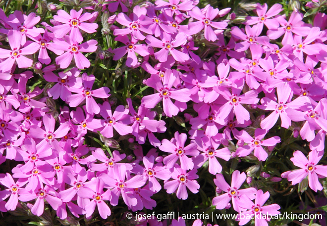 april_03_2009_linz_flora-69