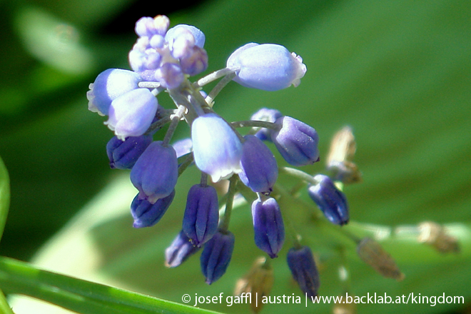 april_03_2009_linz_flora-70