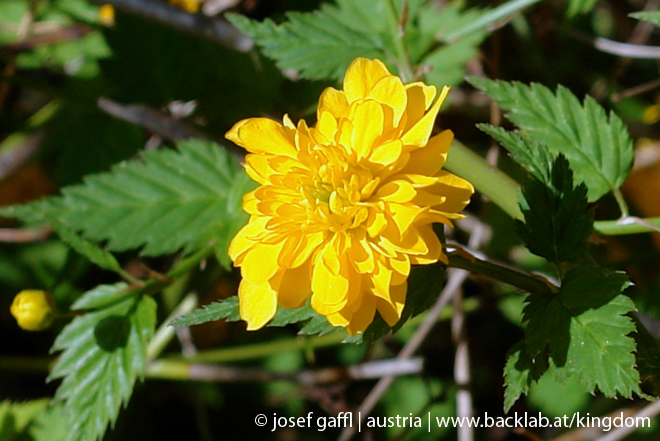 april_03_2009_linz_flora-71