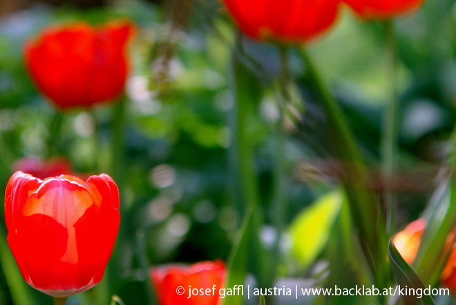 april_03_2009_linz_flora-74