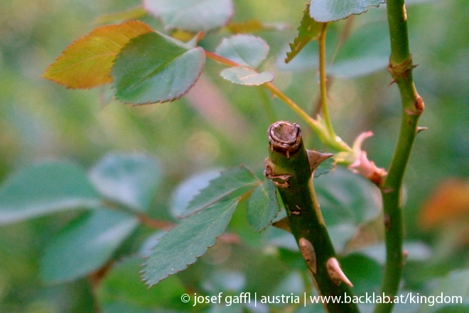 april_03_2009_linz_flora-81