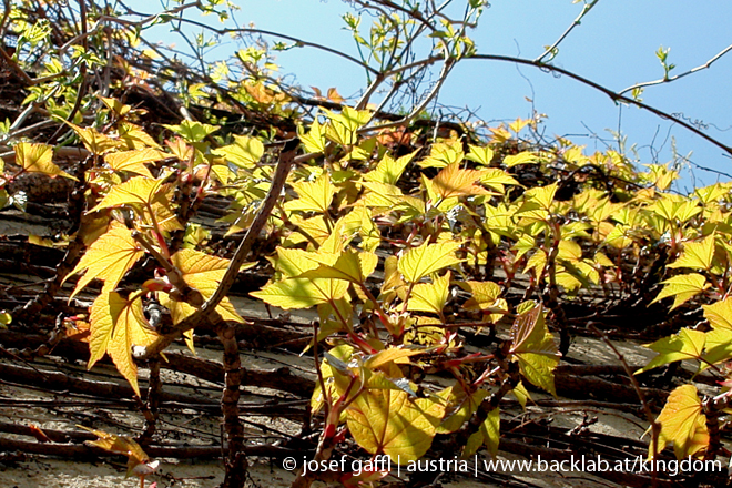 april_03_2009_linz_flora-82