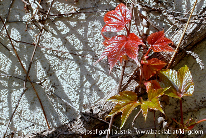 april_03_2009_linz_flora-83