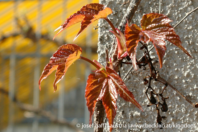 april_03_2009_linz_flora-84