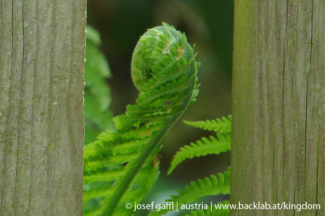 april_03_2009_linz_flora-88