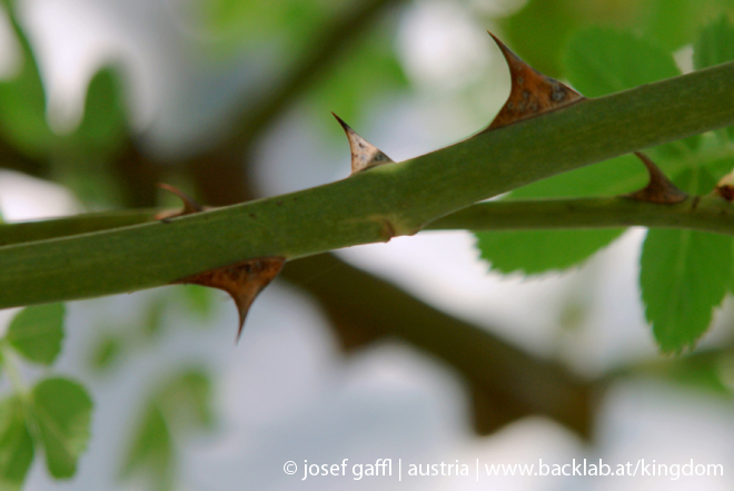 april_03_2009_linz_flora-89