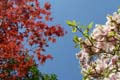 april_03_2009_linz_flora-01