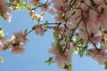 april_03_2009_linz_flora-07