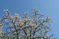 april_03_2009_linz_flora-09