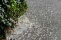 april_03_2009_linz_flora-16