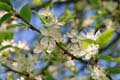 april_03_2009_linz_flora-18