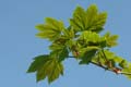 april_03_2009_linz_flora-49
