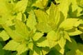 april_03_2009_linz_flora-54
