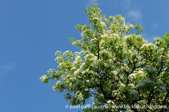 urban_flora_april_2009-02