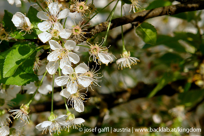 urban_flora_april_2009-05