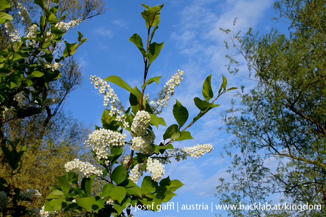 urban_flora_april_2009-09