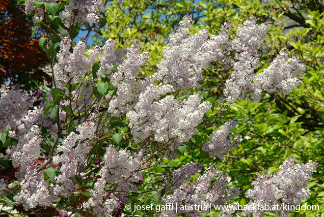 urban_flora_april_2009-11