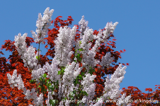 urban_flora_april_2009-12