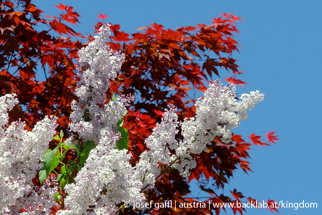 urban_flora_april_2009-14