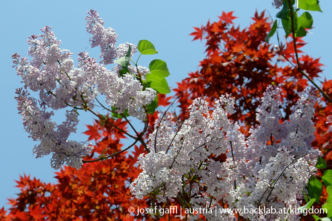 urban_flora_april_2009-15