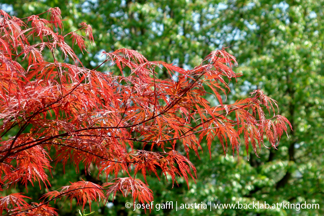 urban_flora_april_2009-18