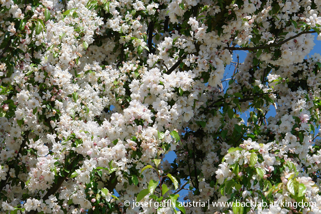 urban_flora_april_2009-24