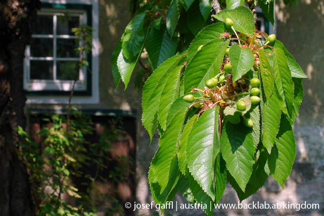 urban_flora_april_2009-36