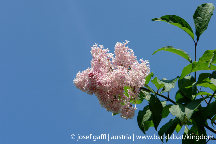 linz_austria_may_2009-005