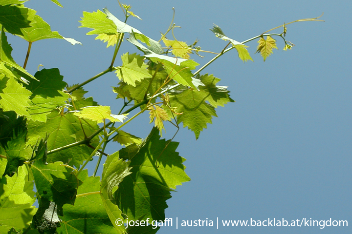 linz_austria_may_2009-022