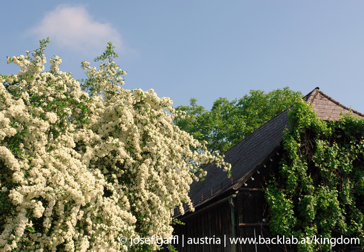 linz_austria_may_2009-052