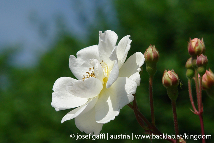 linz_austria_may_2009-072