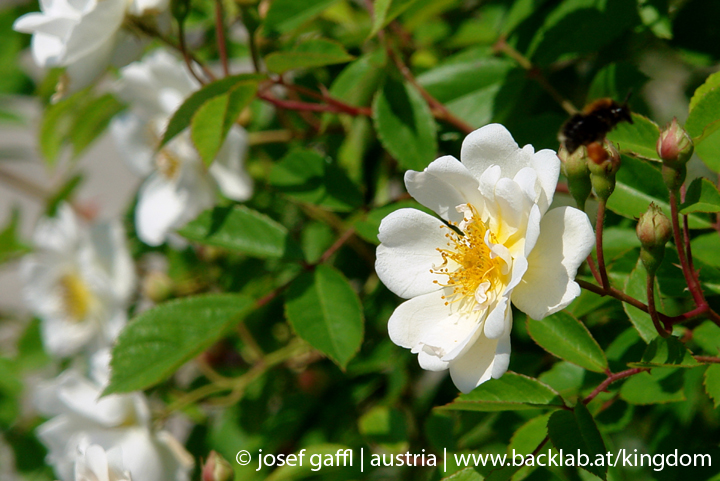 linz_austria_may_2009-075