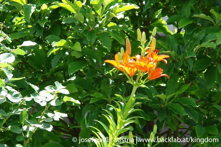 june_2009_josef_gaffl-090