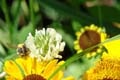 june_2009_josef_gaffl-078