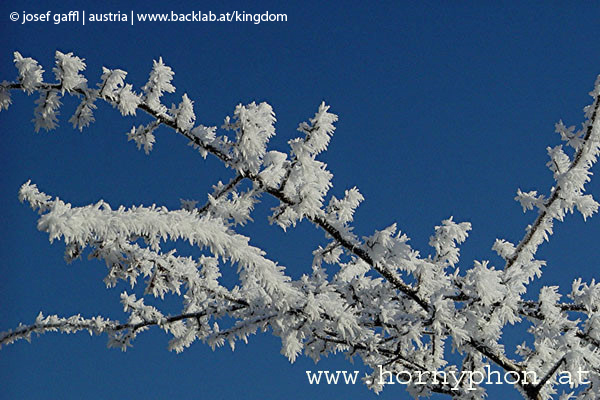 winter_frost009