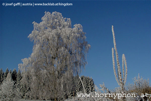 winter_frost018