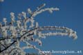 winter_frost006