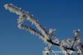 winter_frost010