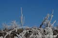 winter_frost028