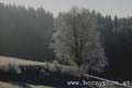 winter_frost029